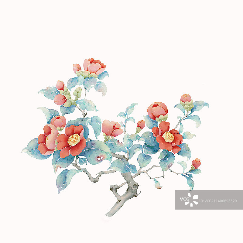 茶花红花中国画手绘图片素材
