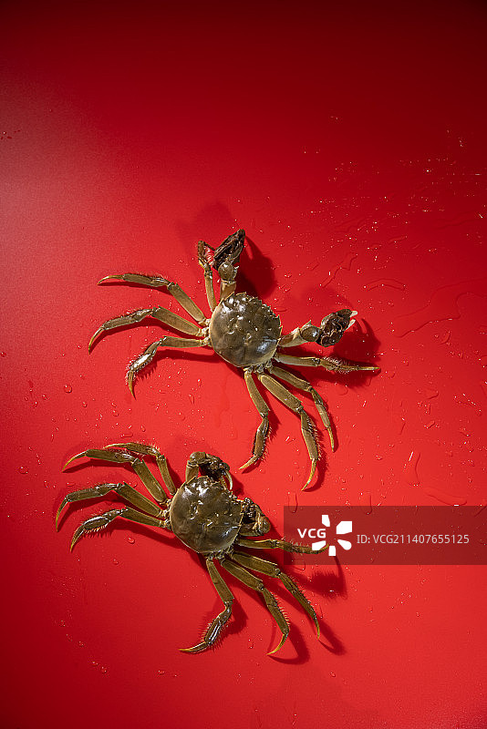 两只鲜活的大闸蟹,红色背景图片素材