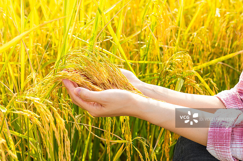秋天稻田里女性的手捧着金黄色的稻穗图片素材