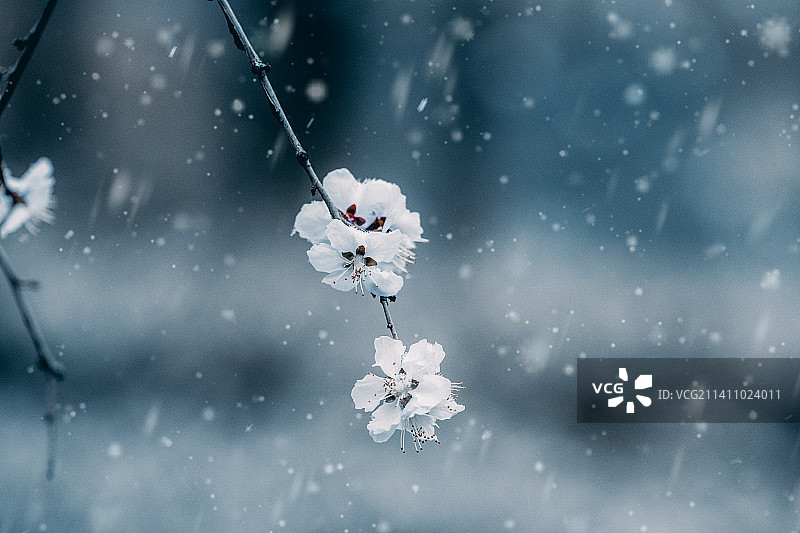 雪 下雪 季节 节气 北京 冬天图片素材