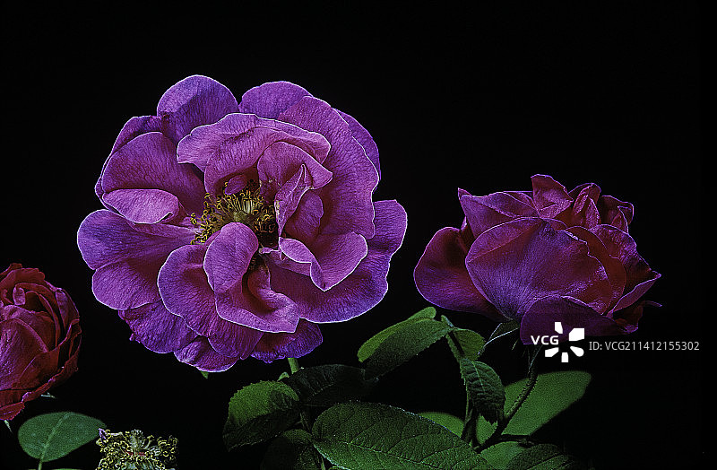 Rosa gallica ‘Naissance de Vénus’ (French rose, rose of Provins)图片素材
