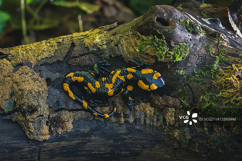 德国巴伐利亚，树干上的蜥蜴特写图片素材