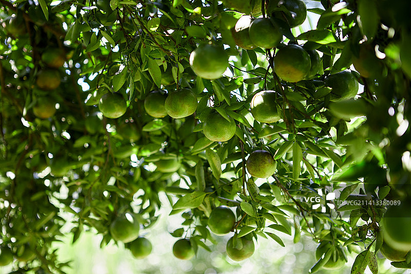 泰国萨顿，果园里新鲜的绿色橘子图片素材
