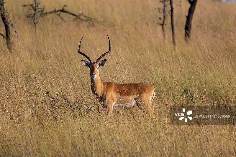 坦桑尼亚，鹿站在田野上的肖像图片素材