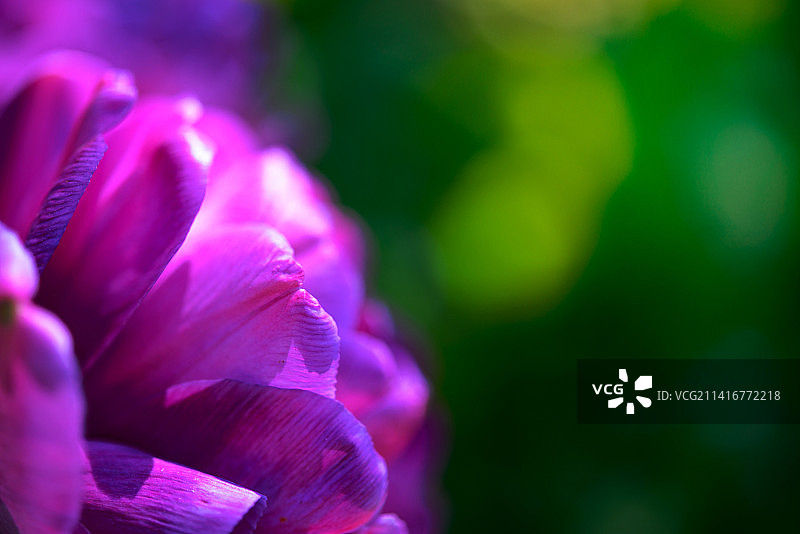 美丽的紫罗兰郁金香模糊的绿色背景图片素材
