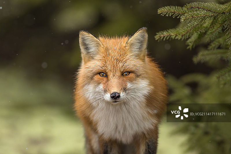 红狐狸站在野外的肖像，阿尔冈昆公园，加拿大图片素材