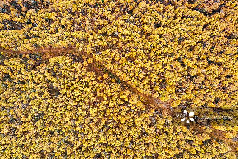 内蒙古呼伦贝尔市额尔古纳市莫尔道嘎国家森林公园大兴安岭林区与公路秋季户外航拍正上方视角图片素材
