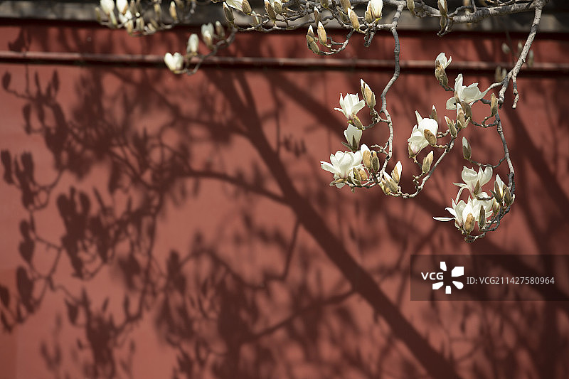 白色的玉兰花与花影印在红色的宫墙上图片素材