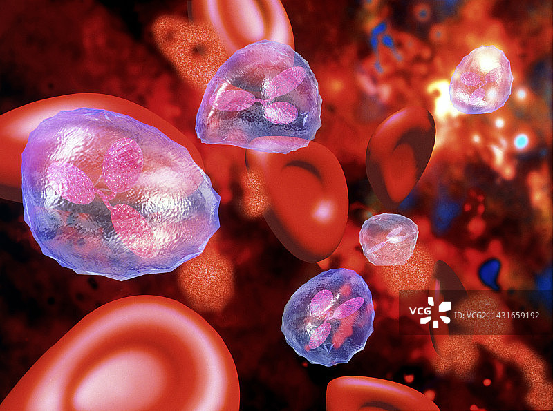 红血球和白血球的电脑图像图片素材