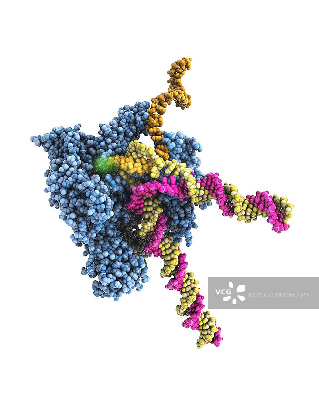 RNA聚合酶II分子图片素材