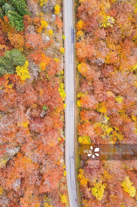 森林在秋天五颜六色的树叶季节鸟瞰路的方式，斯图加特，德国，欧洲图片素材