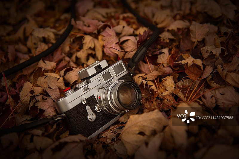 秋天枫叶在田野上的特写镜头图片素材