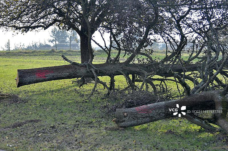 果树草地上被砍倒的老梨树图片素材