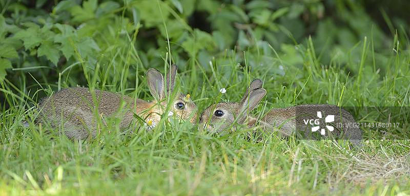 欧洲，德国，北莱茵-威斯特伐利亚，两只年轻的欧洲兔子(Oryctolagus cuniculus)，互相嗅着对方图片素材
