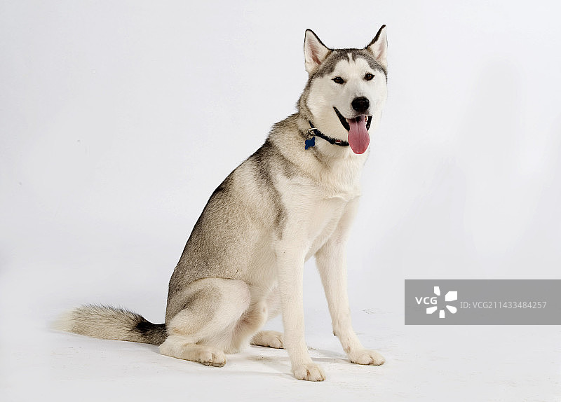 西伯利亚哈士奇狗，英国，坐在工作室里，白色背景，剪掉，喘气，舌头图片素材