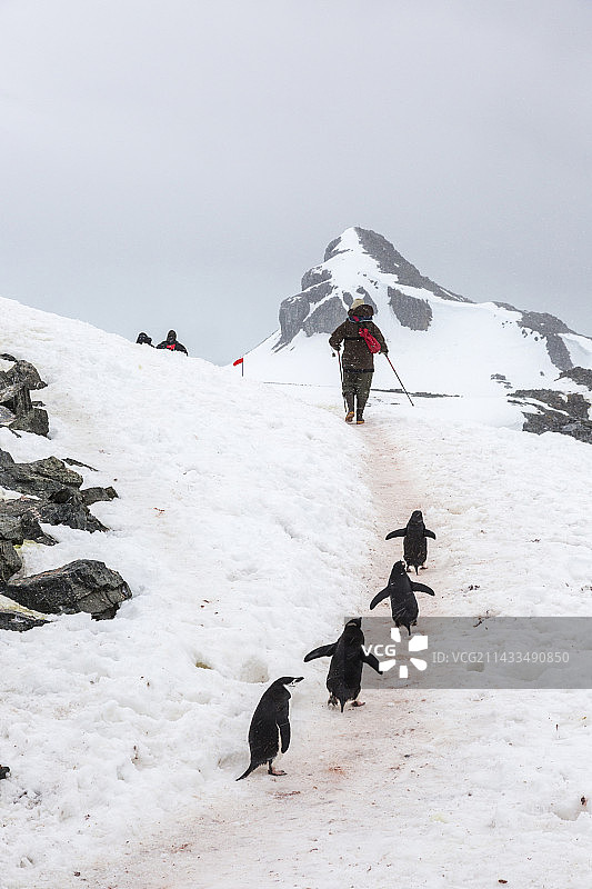 帽带企鹅在雪道上跟随人类图片素材