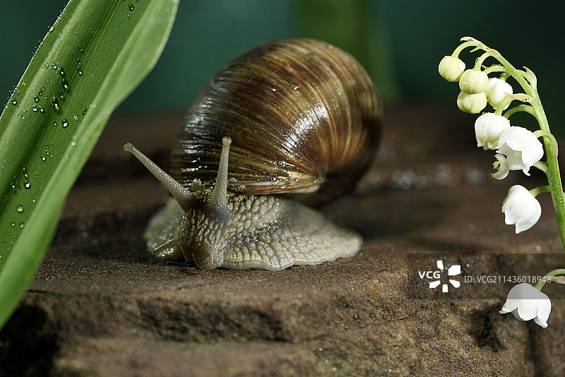 勃艮第蜗牛(螺旋pomatia)，盛开的铃兰(Convallaria majalis)，春天，雨，花园，贝尔福，贝尔福地区，法国图片素材
