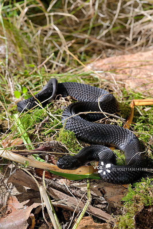 苔藓上的森林草原蝰蛇-乌克兰图片素材