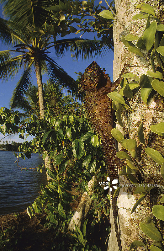 印尼森林龙弗格森岛巴布亚新几内亚图片素材