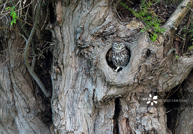 栖息在柳树上的小猫头鹰(Athena noctua)，英国图片素材