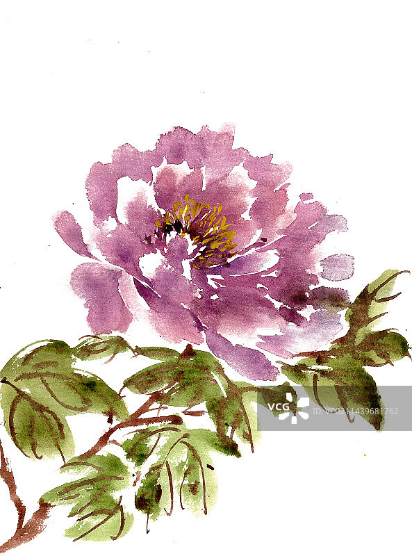 紫色的牡丹花图片素材