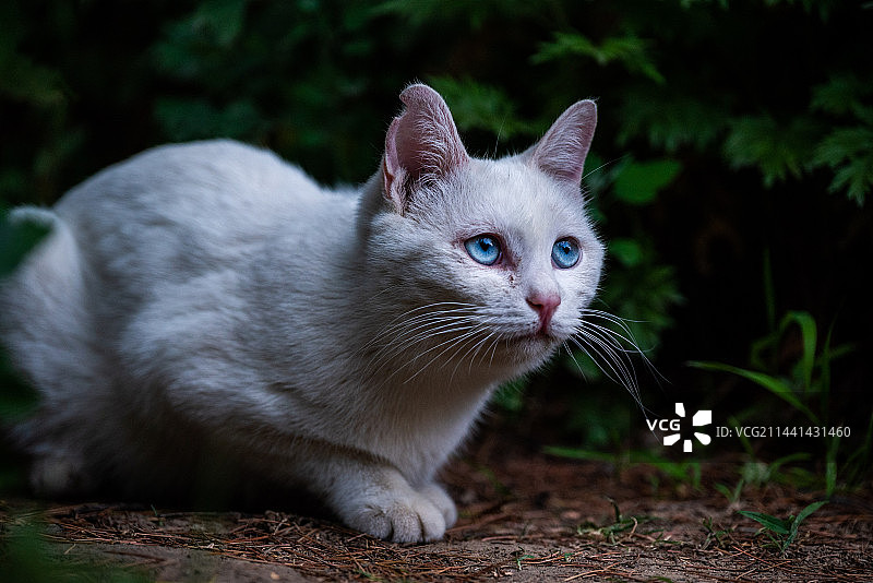蓝眼白猫特写图片素材