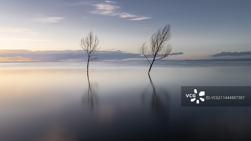青海湖中的树图片素材
