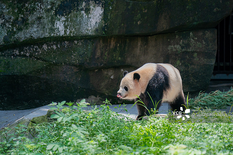 大熊猫玩耍萌态十足图片素材