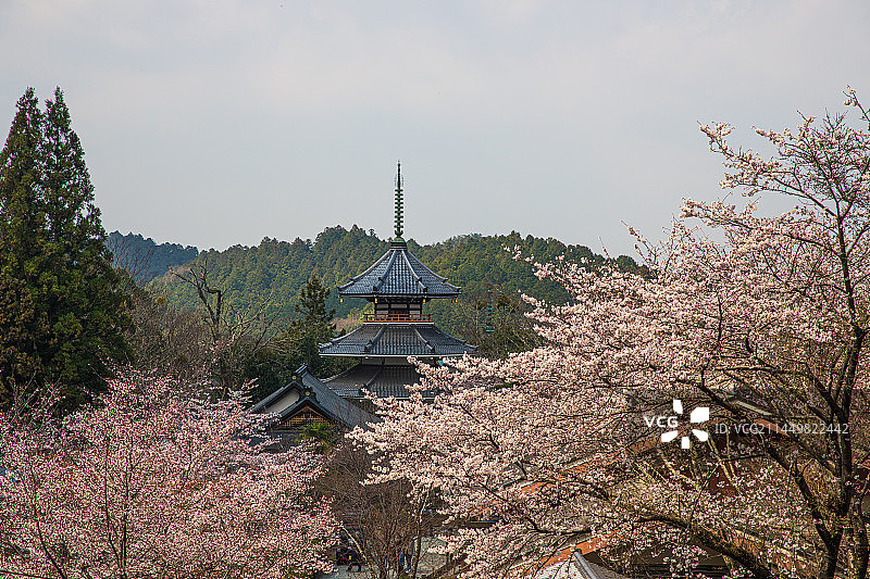 日本吉野山樱花图片素材