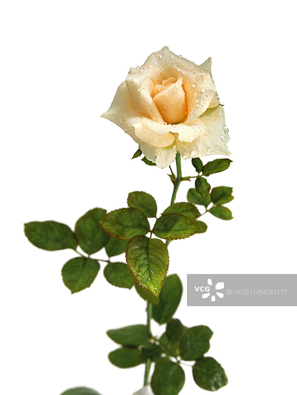 鲜花香槟玫瑰的白底图图片素材