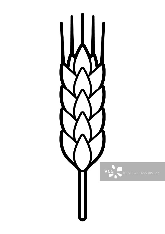 小麦的农业形象与图片素材