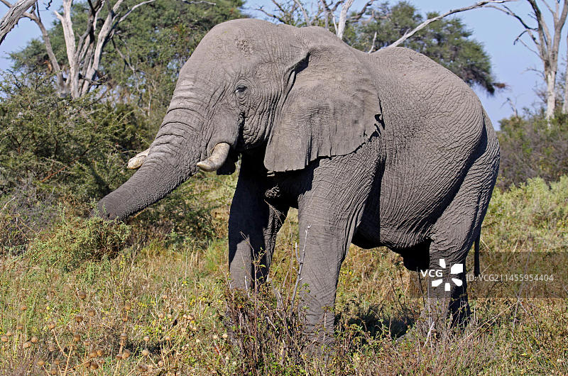 非洲博茨瓦纳萨武提地区乔贝国家公园里的非洲象图片素材