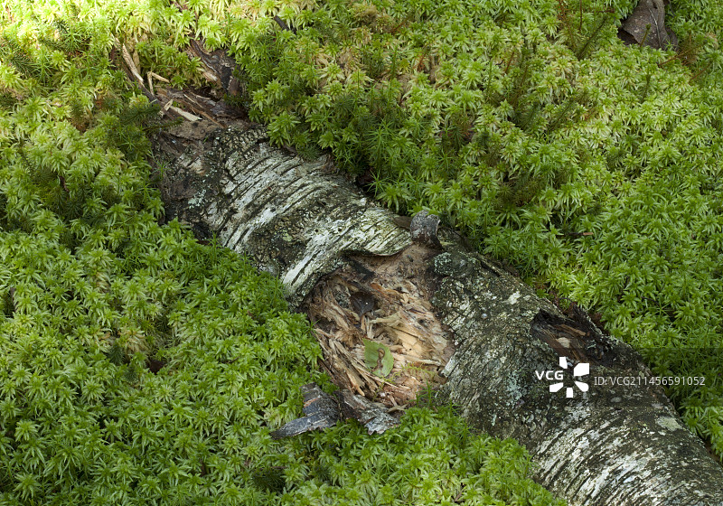 死桦树树干上的苔藓图片素材