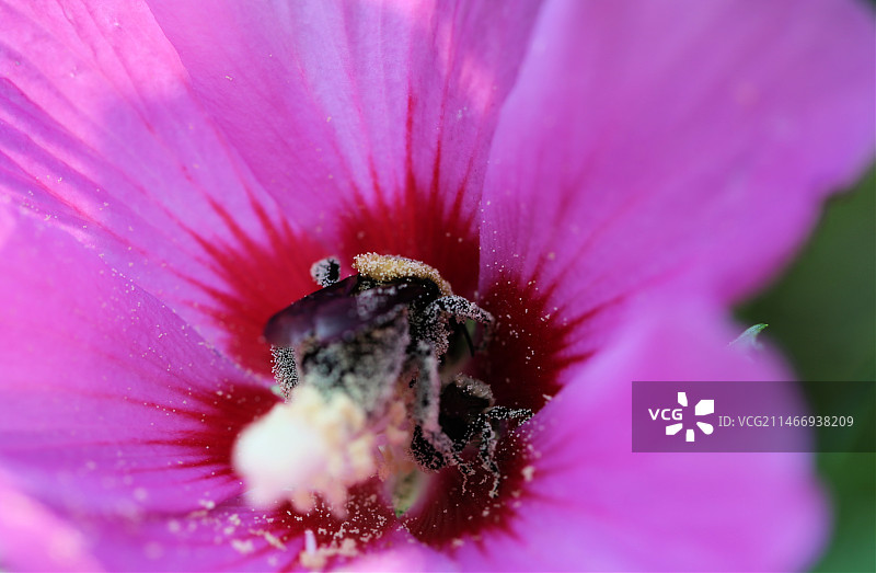 蜜蜂在粉色花朵上授粉的特写，费尔蒙特，西弗吉尼亚州，美国图片素材