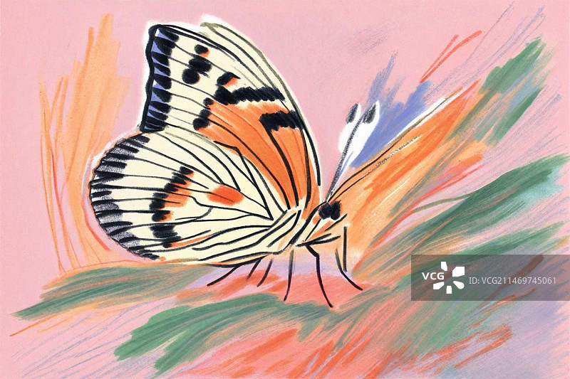 蝴蝶花卉鲜花春天昆虫自然水彩彩铅水墨插画手绘图片素材