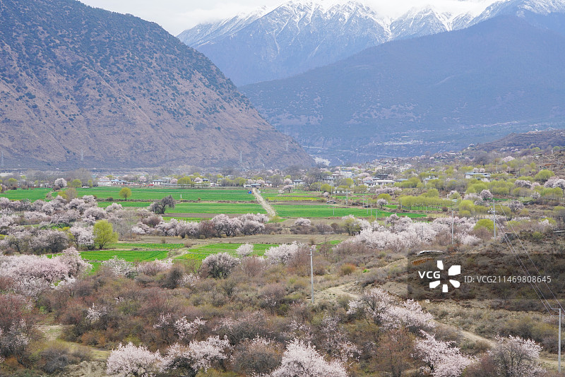 雅鲁藏布江大峡谷索松村的桃花图片素材