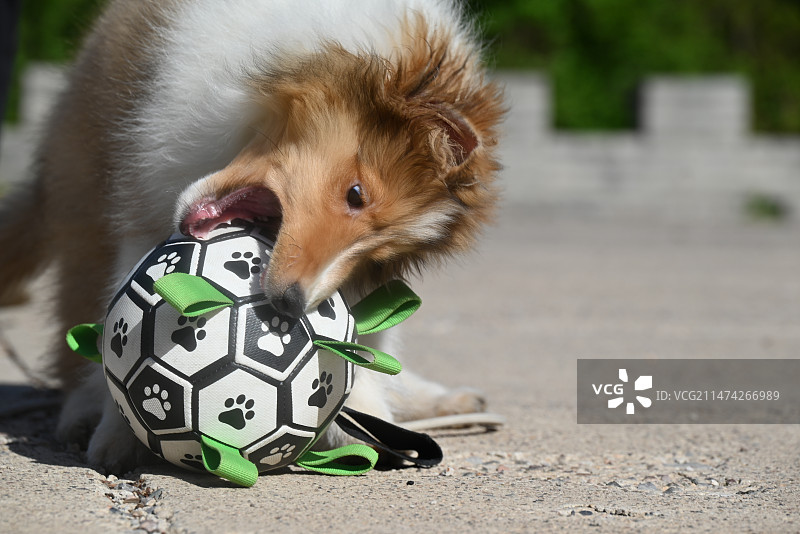 狗在草地上玩球的特写镜头图片素材