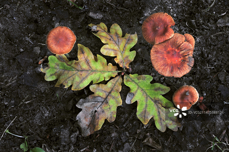 欺骗真菌和树叶图片素材