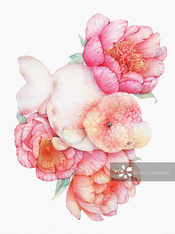 白色背景下粉红色玫瑰芍药牡丹鲜花与金鱼兰寿小鱼儿的特写镜头插画图片素材
