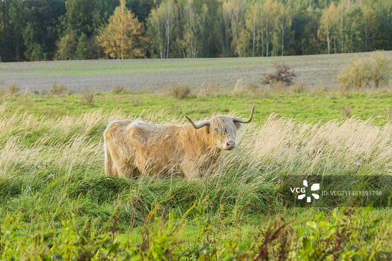 苏格兰高地牛在布罗克维茨湖的复耕地区图片素材