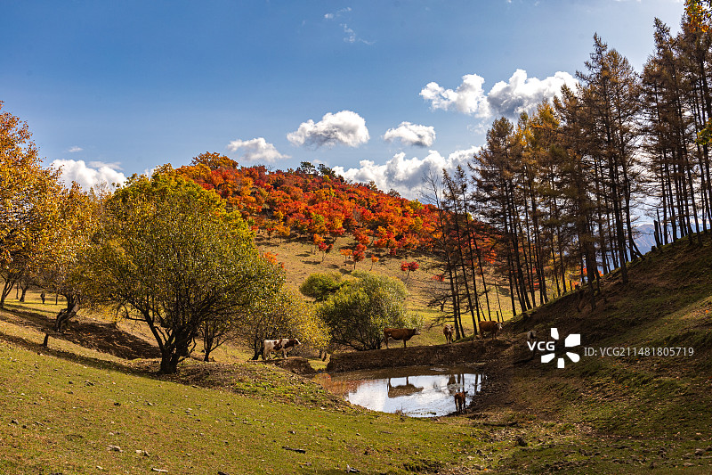 长白山红枫谷秋天田野上的树木顶着天空图片素材