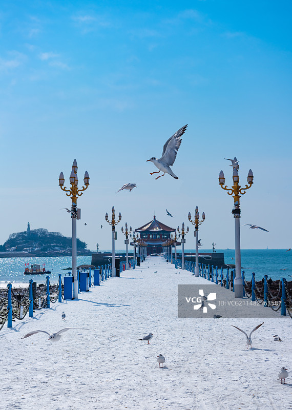 山东省青岛栈桥景区的雪景海鸥图片素材