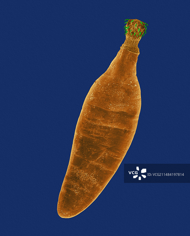 棘头虫(Oncicola canis)，扫描电镜图片素材