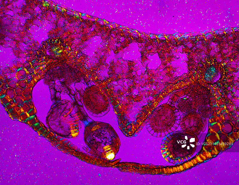 蕨类孢子囊，光镜照片图片素材
