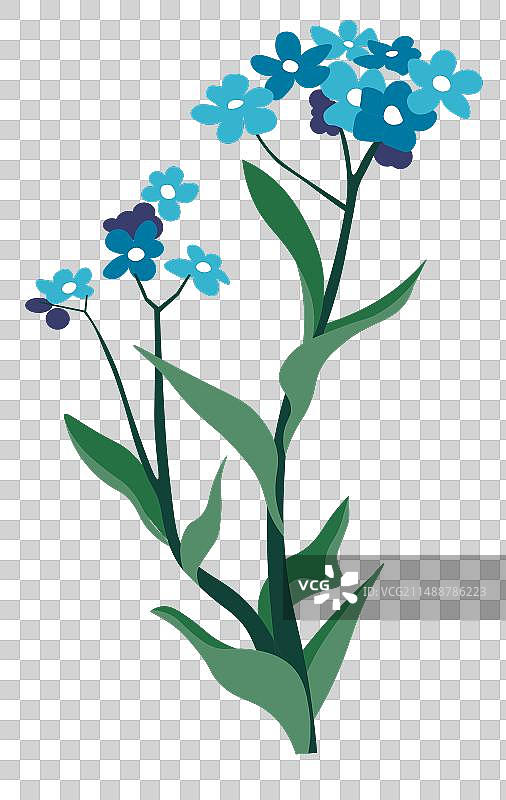 蓝眼草野花植被植物学图片素材