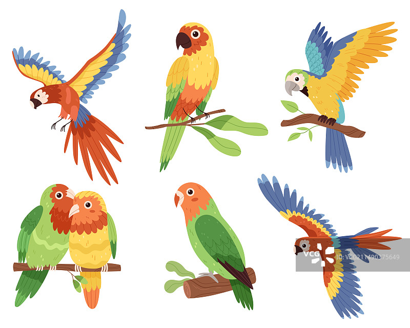色彩缤纷的组合集与鹦鹉鸟上图片素材