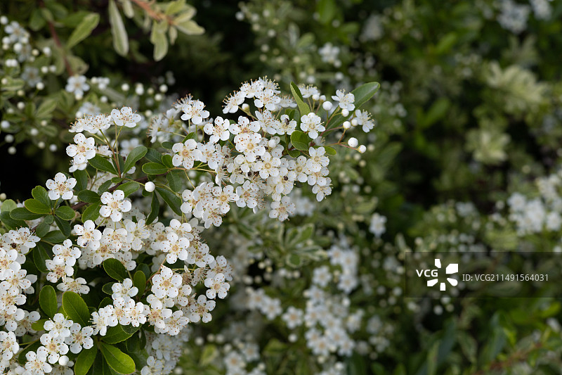 春天盛开的白色火棘花图片素材