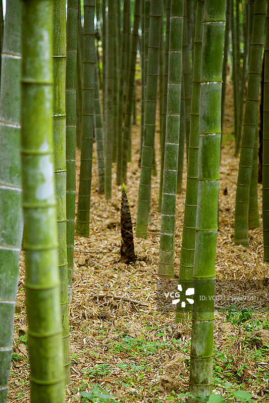 中国南方的竹笋图片素材