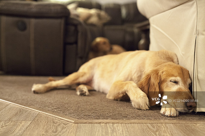 一只大狗躺在炉边的地毯上。图片素材