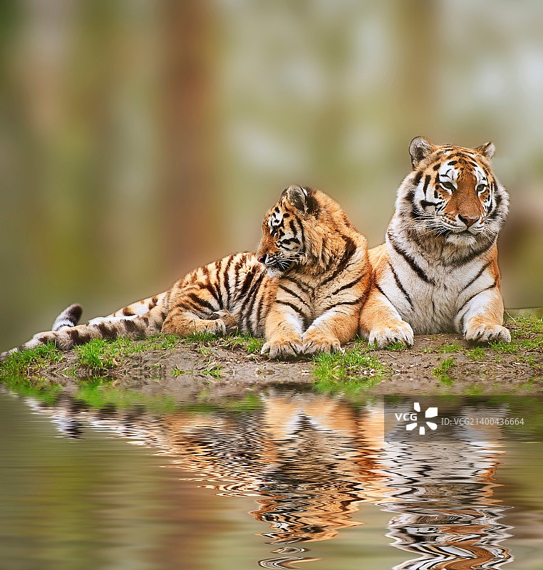 美丽的母老虎放松在草山上与幼崽倒影在水中图片素材